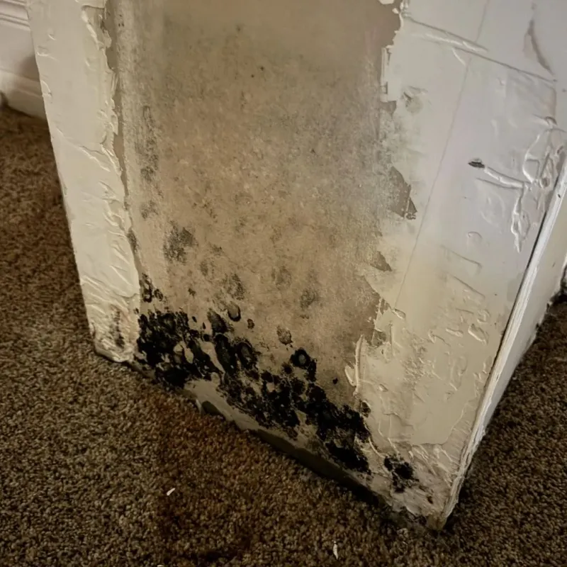 Professional Mold Removal in City of Roanoke, VA